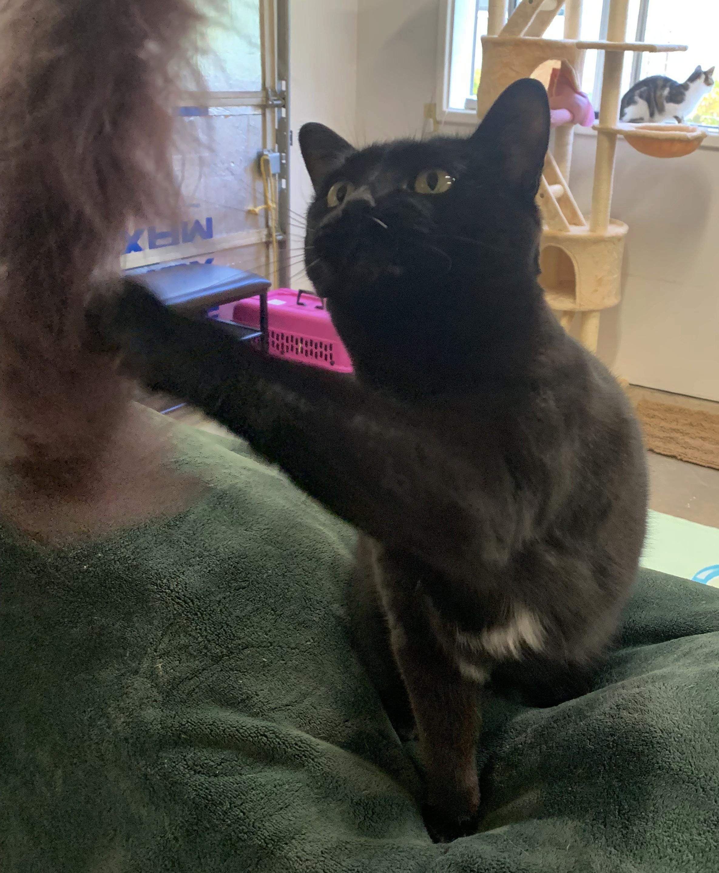 Quinn, a Adoptable Domestic Short Hair in Bellingham, WA image 3/6