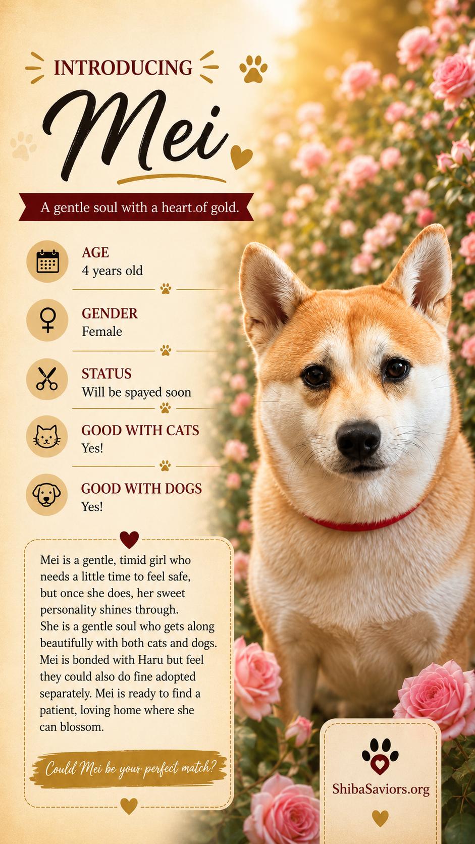 Enlarge Mei, an adopted Shiba Inu in Plant City, FL image 6/6