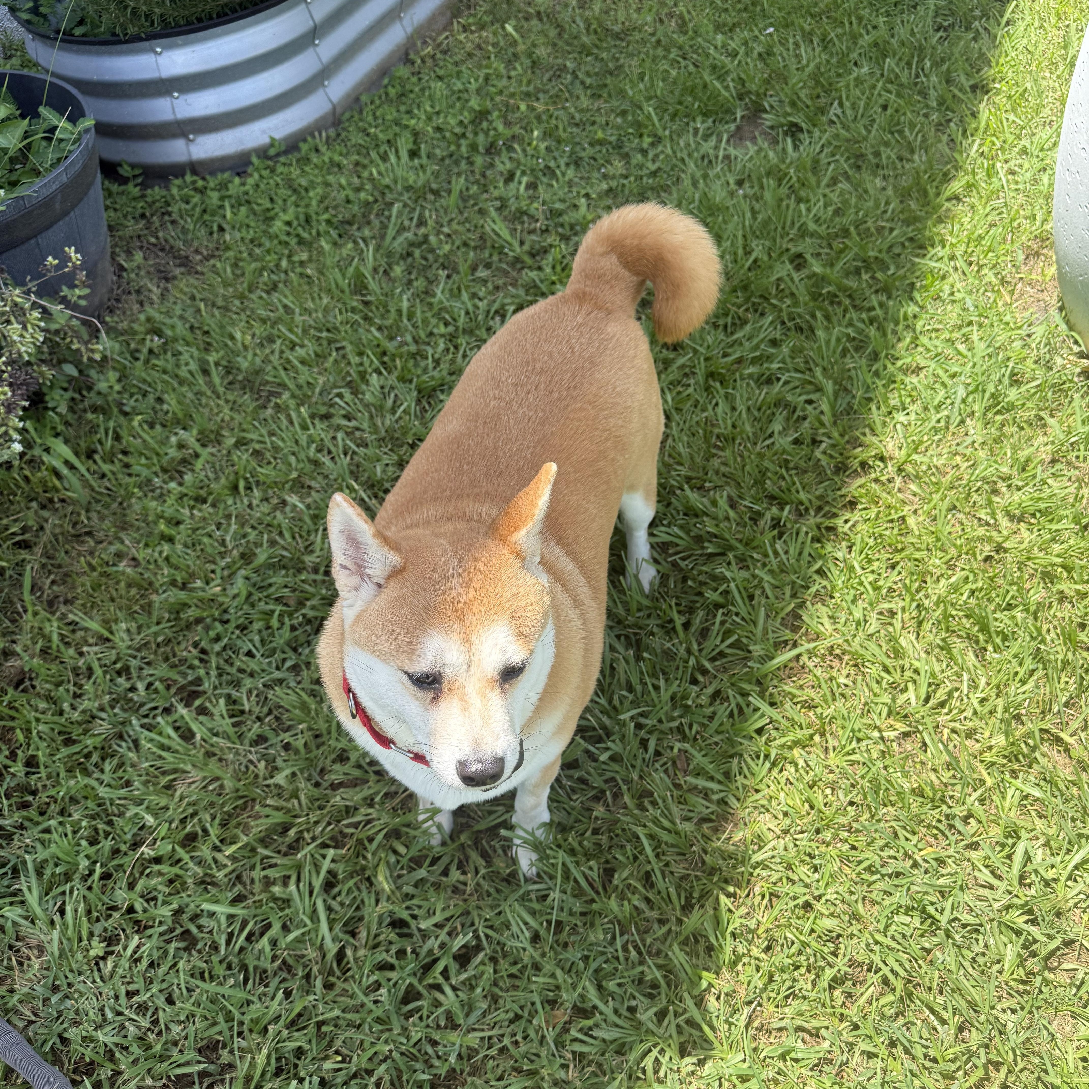 Enlarge Mei, an adopted Shiba Inu in Plant City, FL image 5/6
