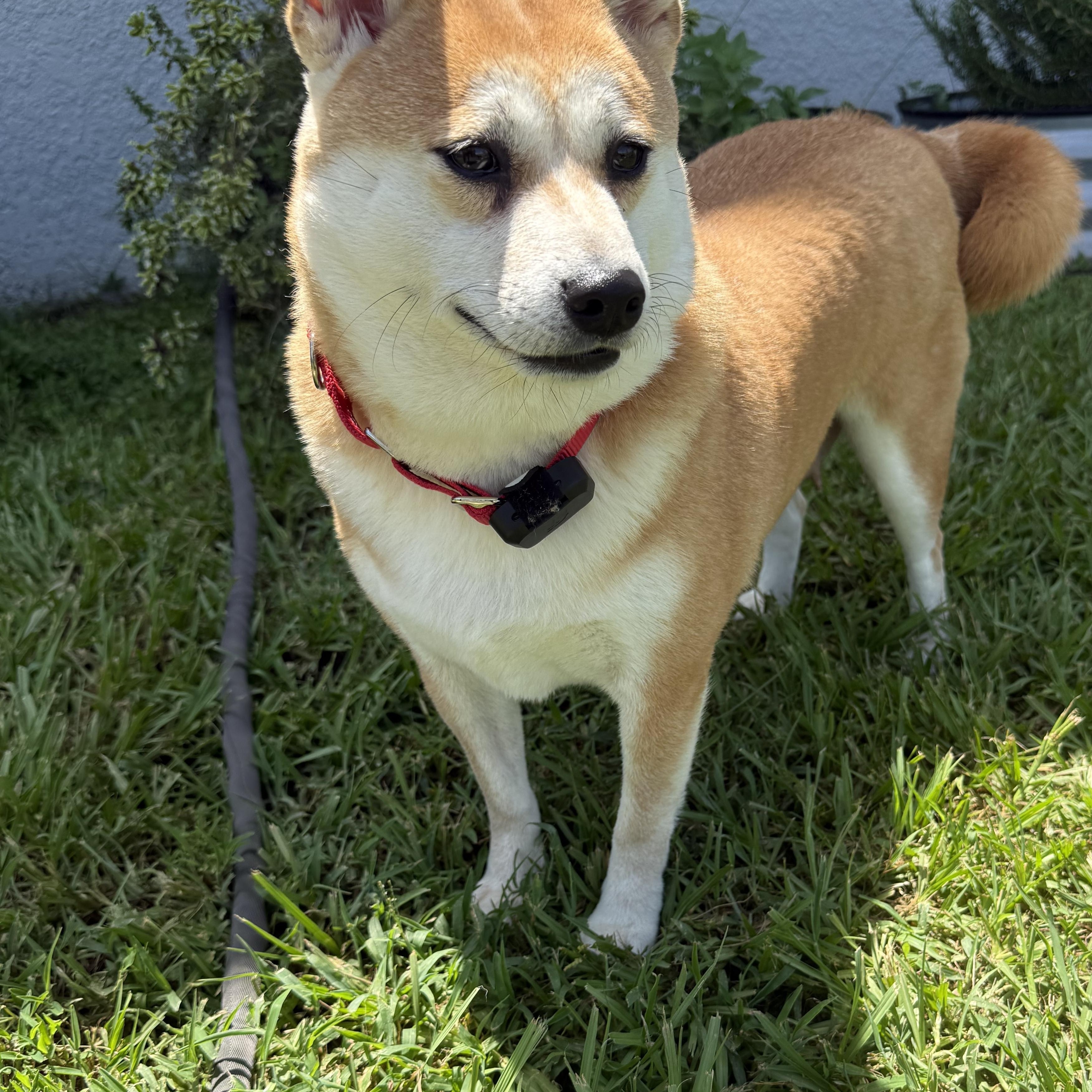 Enlarge Mei, an adopted Shiba Inu in Plant City, FL image 3/6
