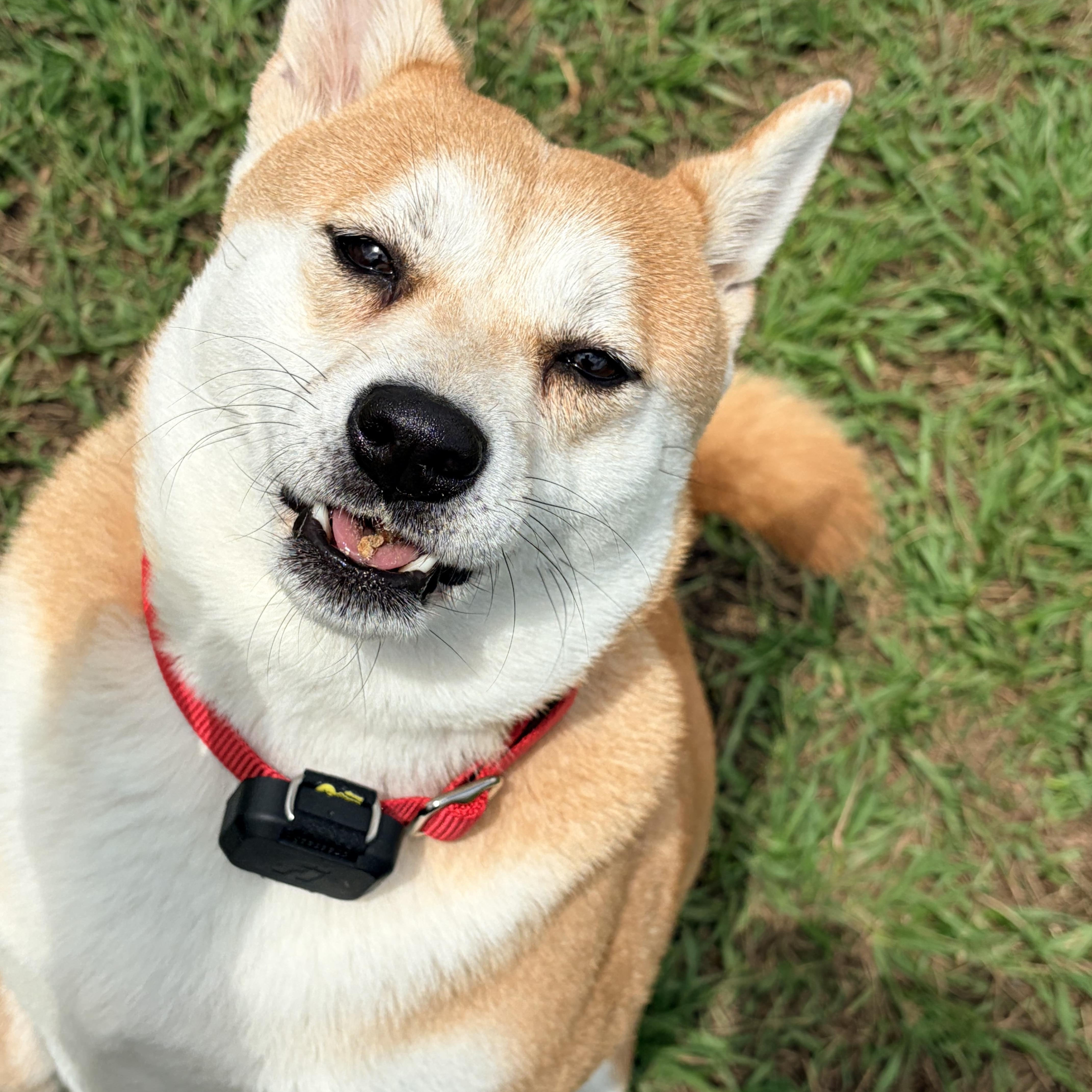 Enlarge Mei, an adopted Shiba Inu in Plant City, FL image 2/6