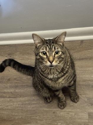 Dexter, Adoptable, Adult Male Domestic Short Hair & Domestic Short Hair.
