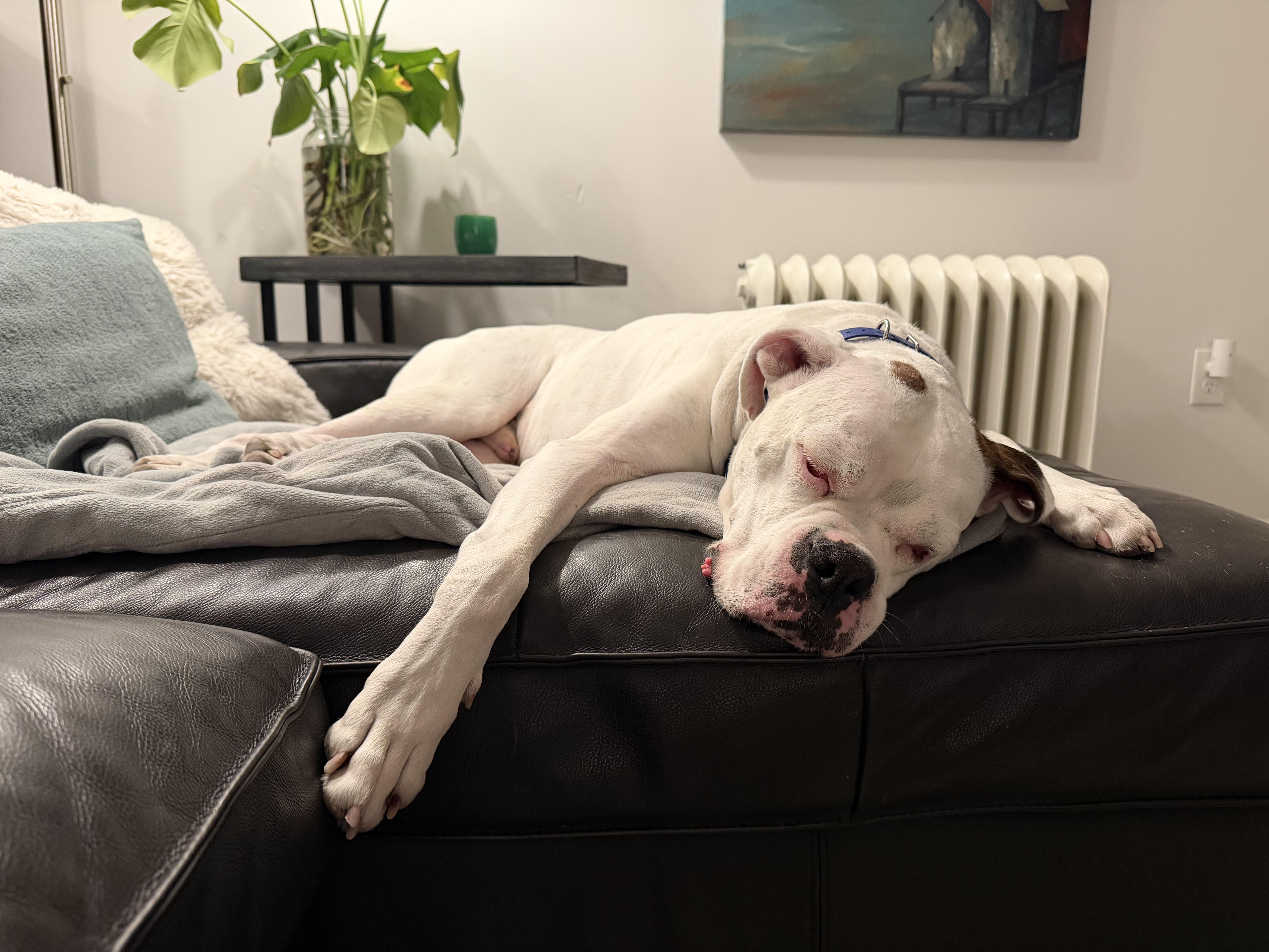 Bosco, ADOPTABLE, Adult Male Boxer.