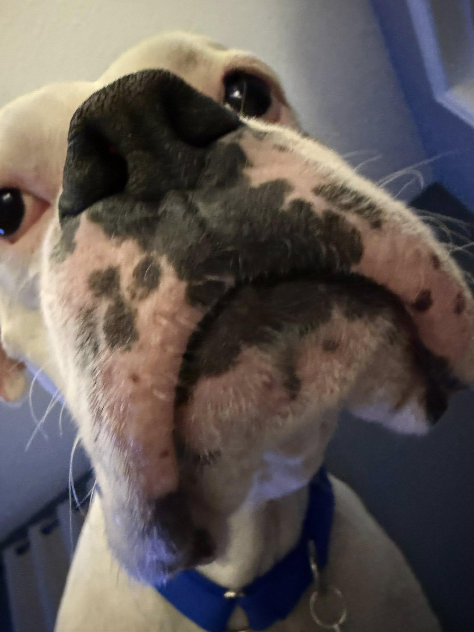 Bosco, a ADOPTABLE Boxer in Stanwood, WA image 2/6