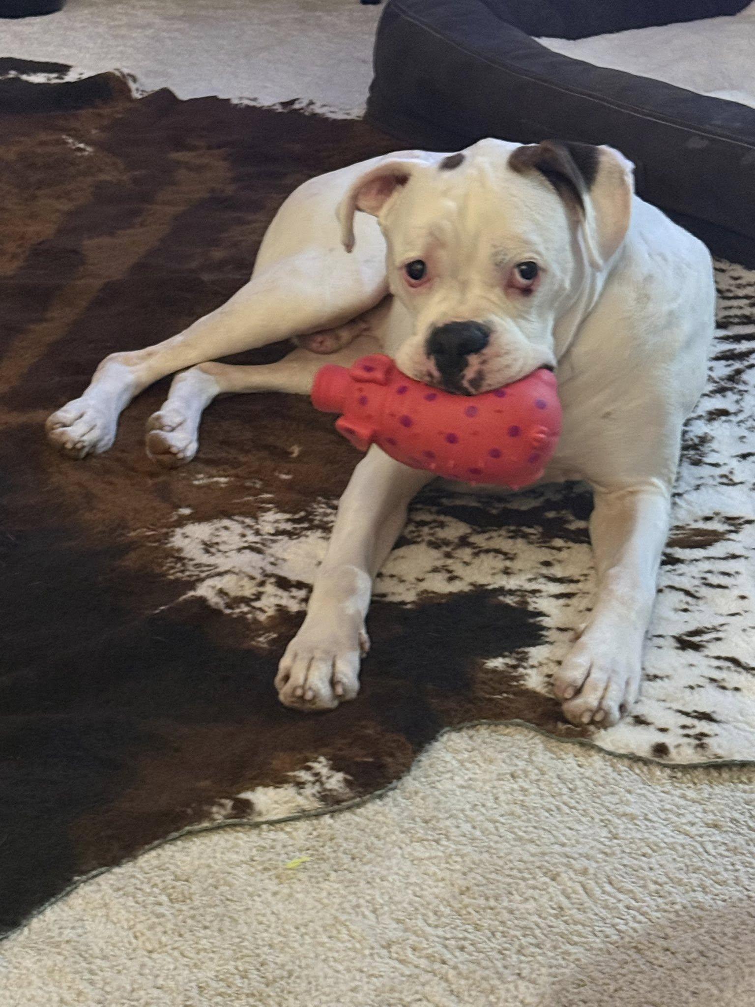 Bosco, a ADOPTABLE Boxer in Stanwood, WA image 5/6