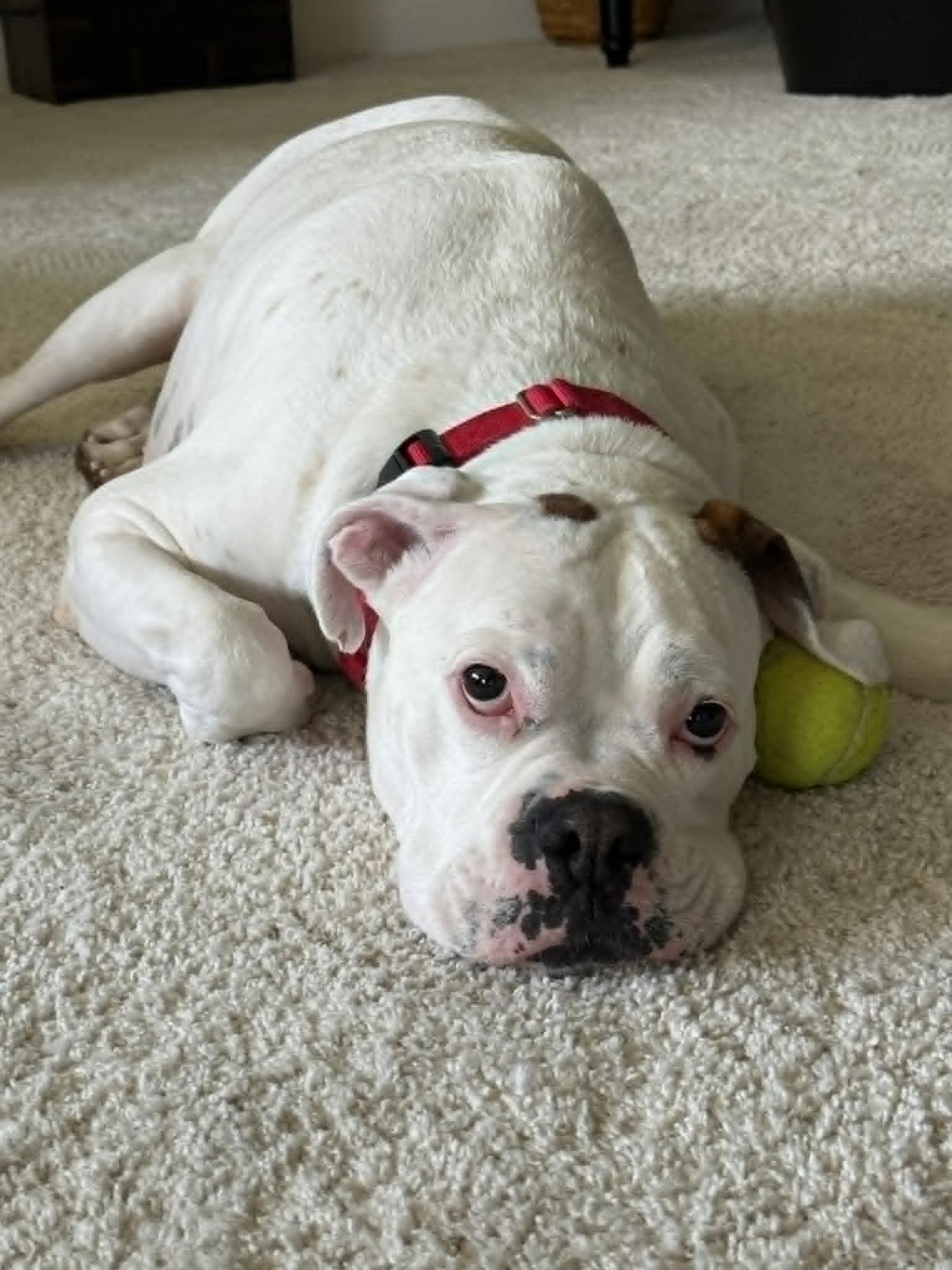 Bosco, a ADOPTABLE Boxer in Stanwood, WA image 1/6