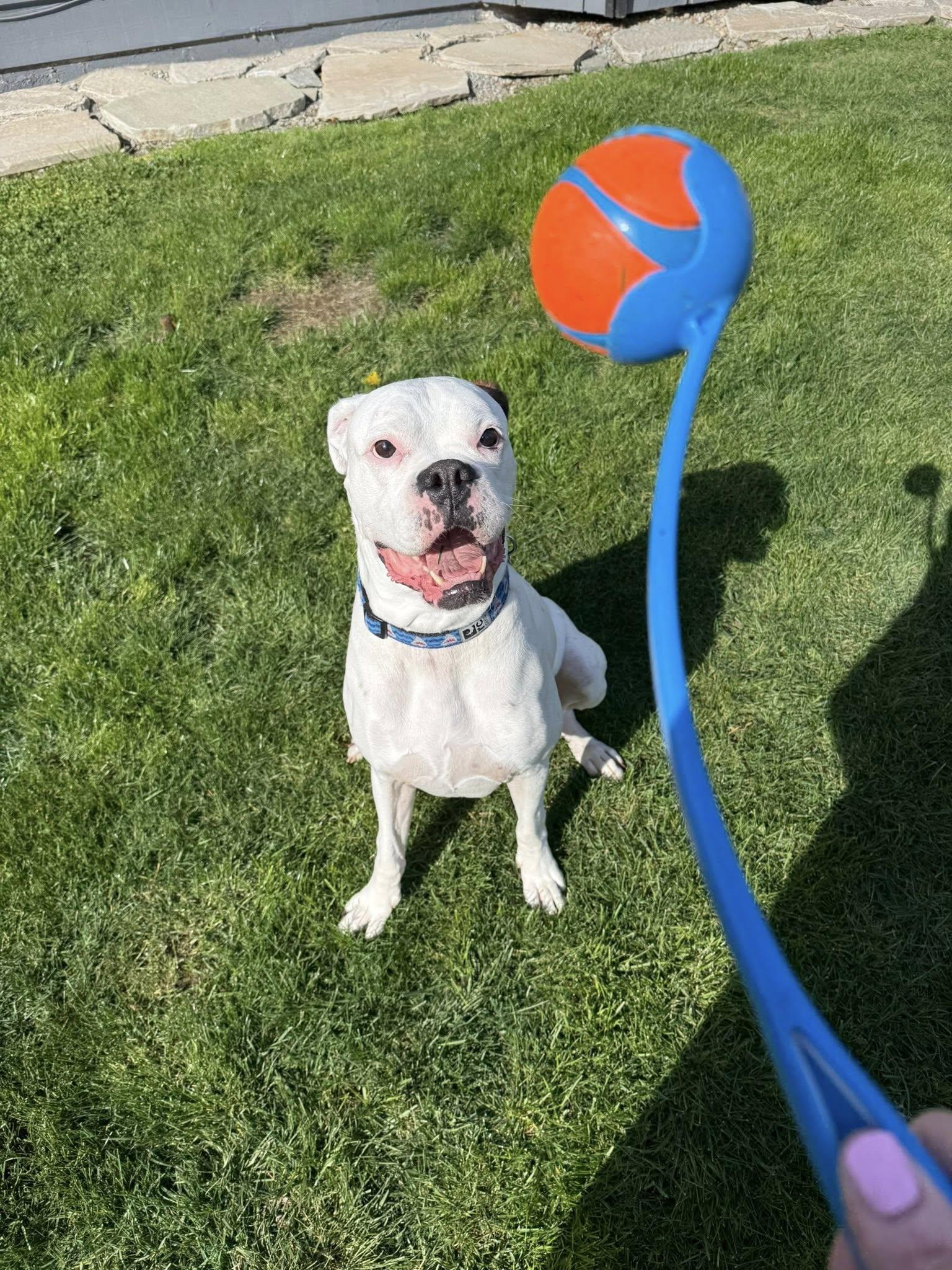 Bosco, a ADOPTABLE Boxer in Stanwood, WA image 3/6