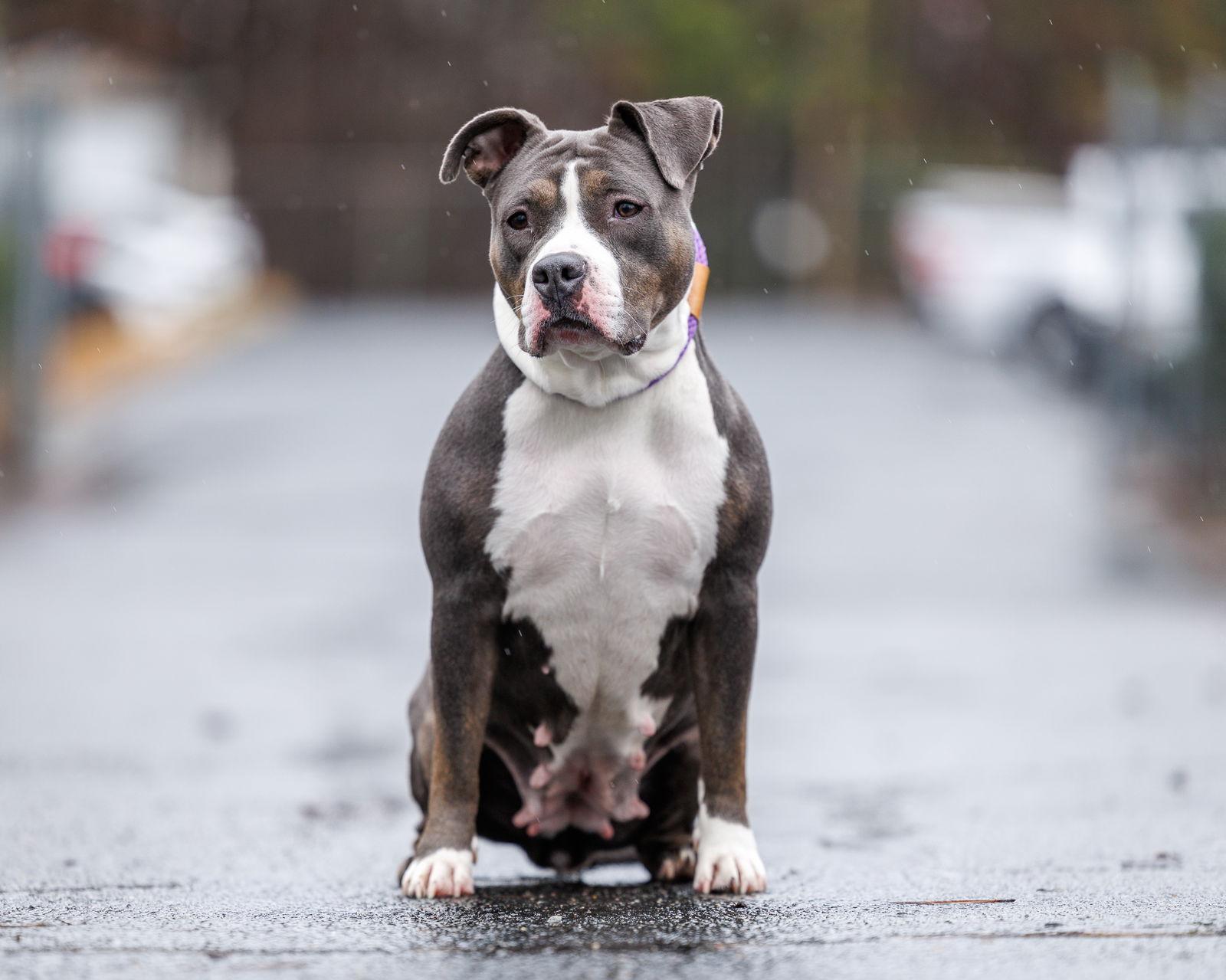 Zora, a Adopted Mixed Breed in Durham, NC image 1/3