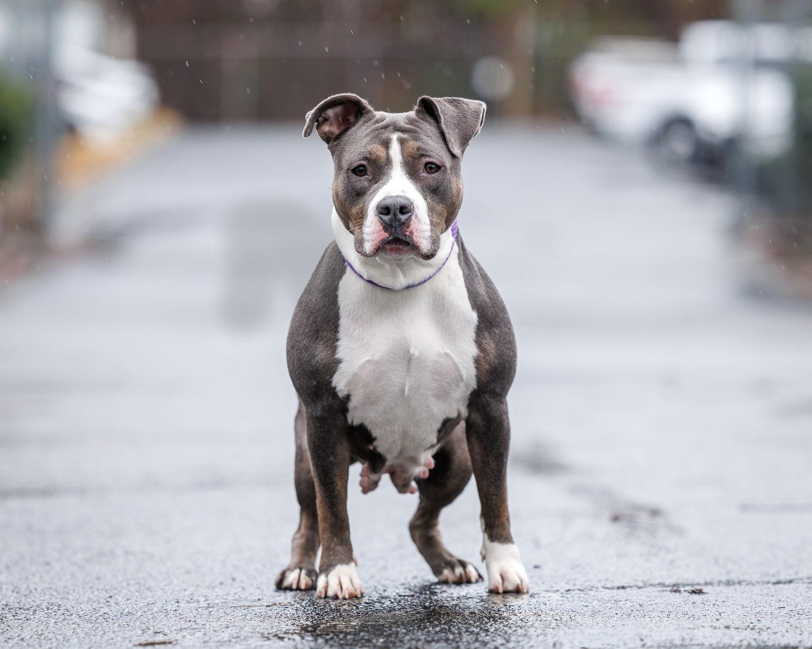 Zora, a Adopted Mixed Breed in Durham, NC image 2/3