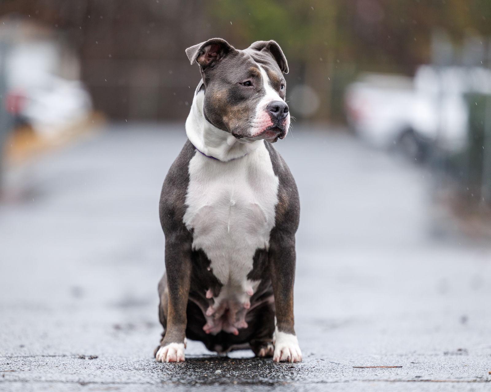 Zora, a Adopted Mixed Breed in Durham, NC image 3/3