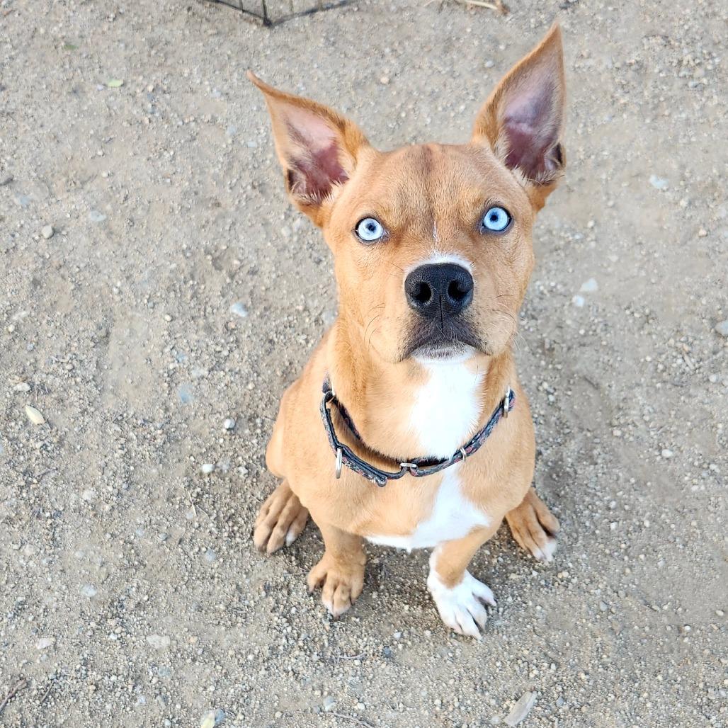 Enlarge Tarantino, a Adoptable mixed breed in Long Beach, CA image 3/4