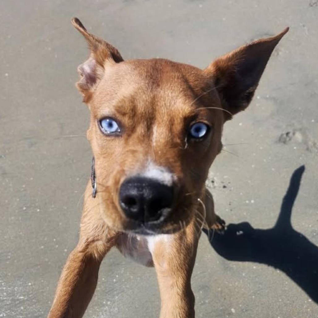 Enlarge Tarantino, a Adoptable mixed breed in Long Beach, CA image 4/4