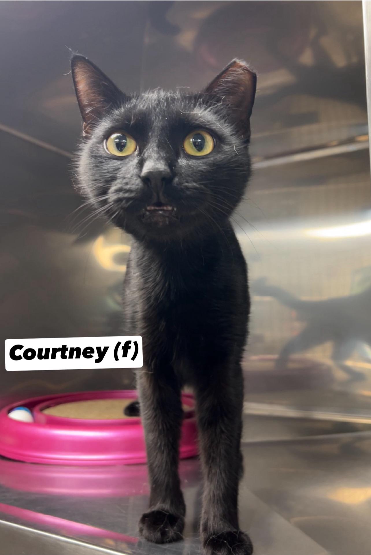 Courtney