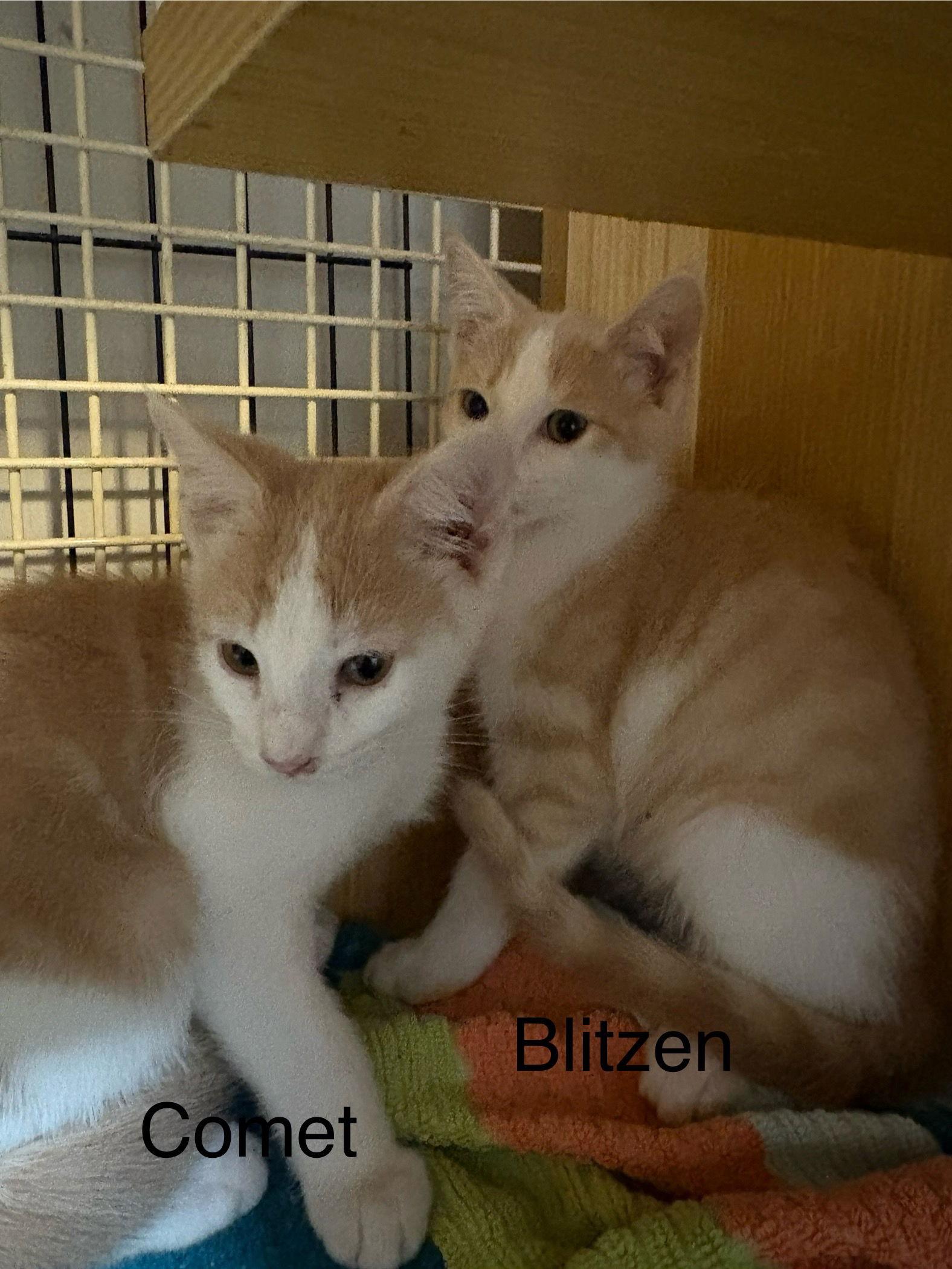 Enlarge Comet, a Adoptable Domestic Short Hair in White Bluff, TN image 1/1