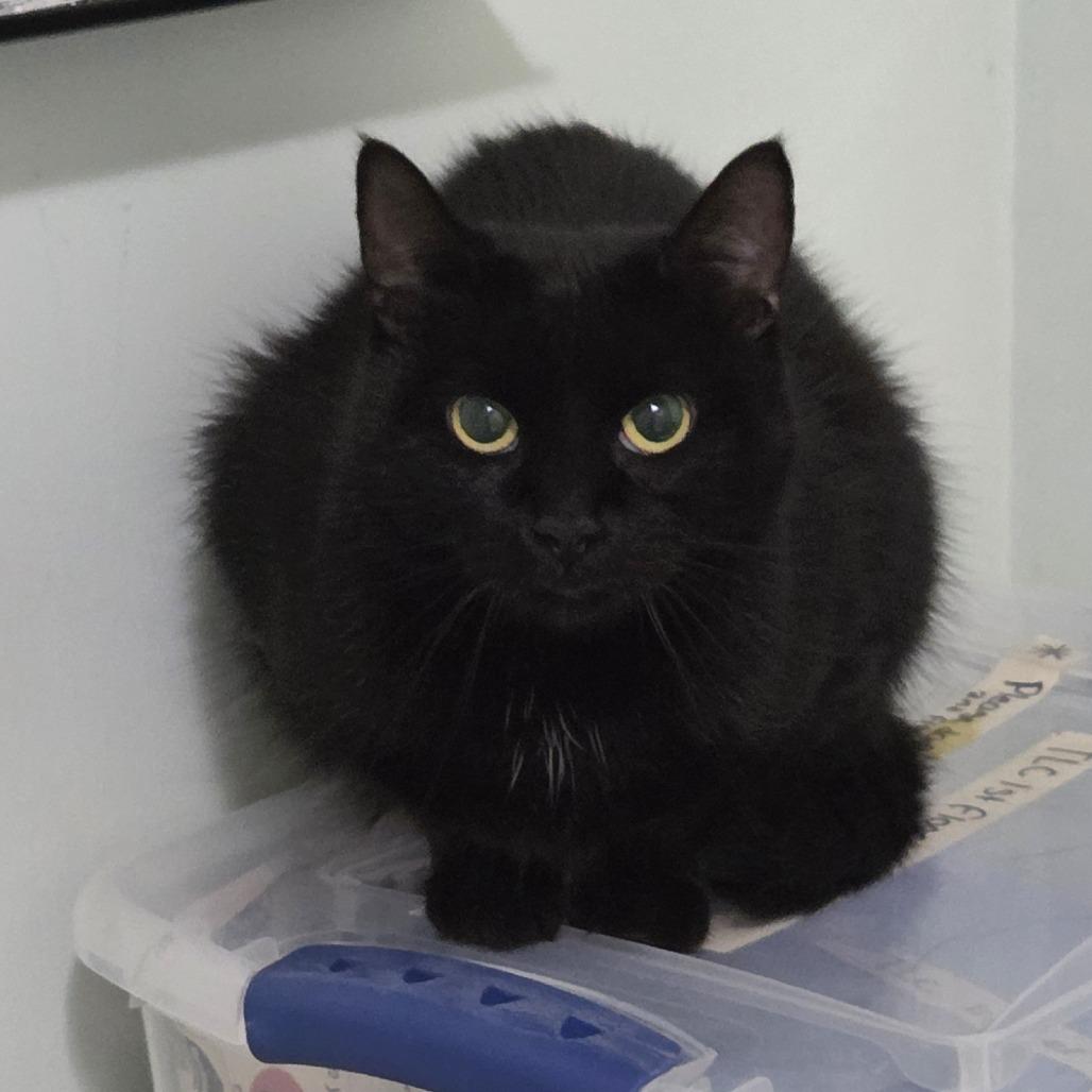 Magic, a Adoptable Domestic Short Hair in Brimfield, MA image 1/3