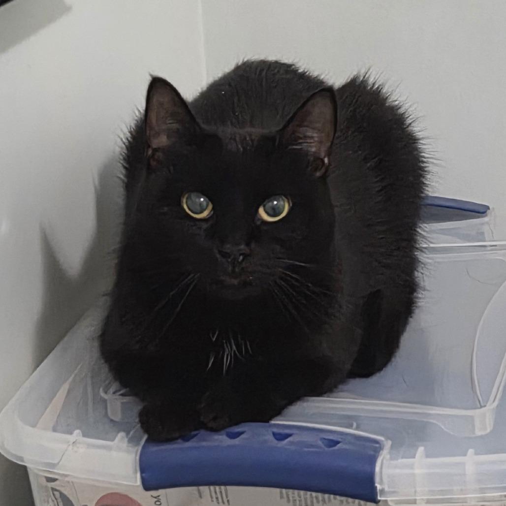 Magic, a Adoptable Domestic Short Hair in Brimfield, MA image 2/3