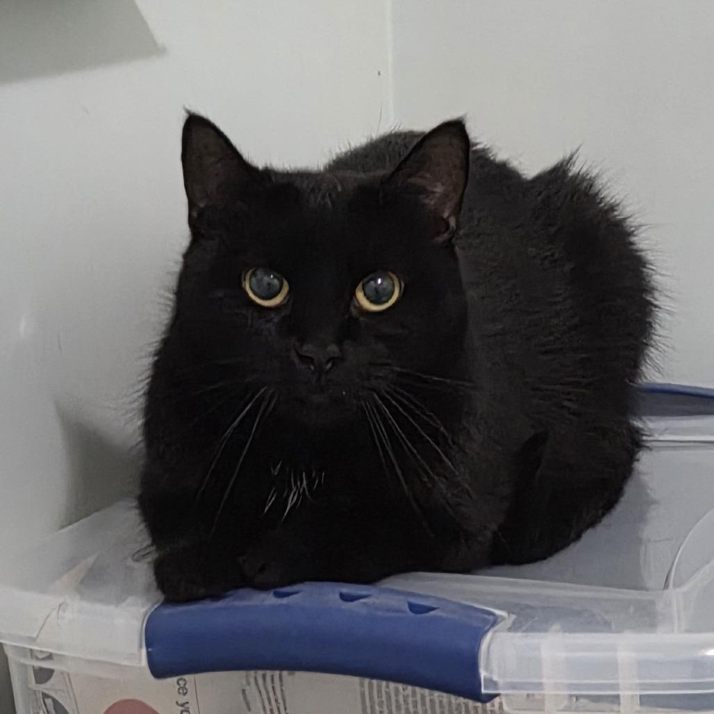 Magic, a Adoptable Domestic Short Hair in Brimfield, MA image 3/3