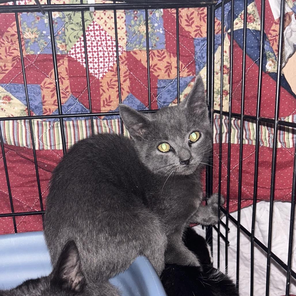 Gregory, Adoptable, Young Male Domestic Short Hair.