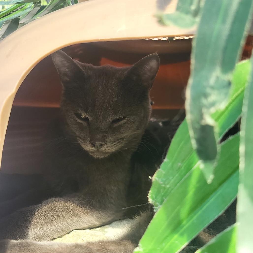 Gregory, a Adoptable Domestic Short Hair in Veneta, OR image 2/4
