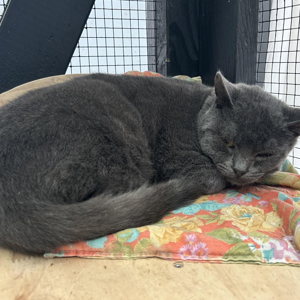 Enlarge Gregory, a Adoptable Domestic Short Hair in Veneta, OR image 2/3