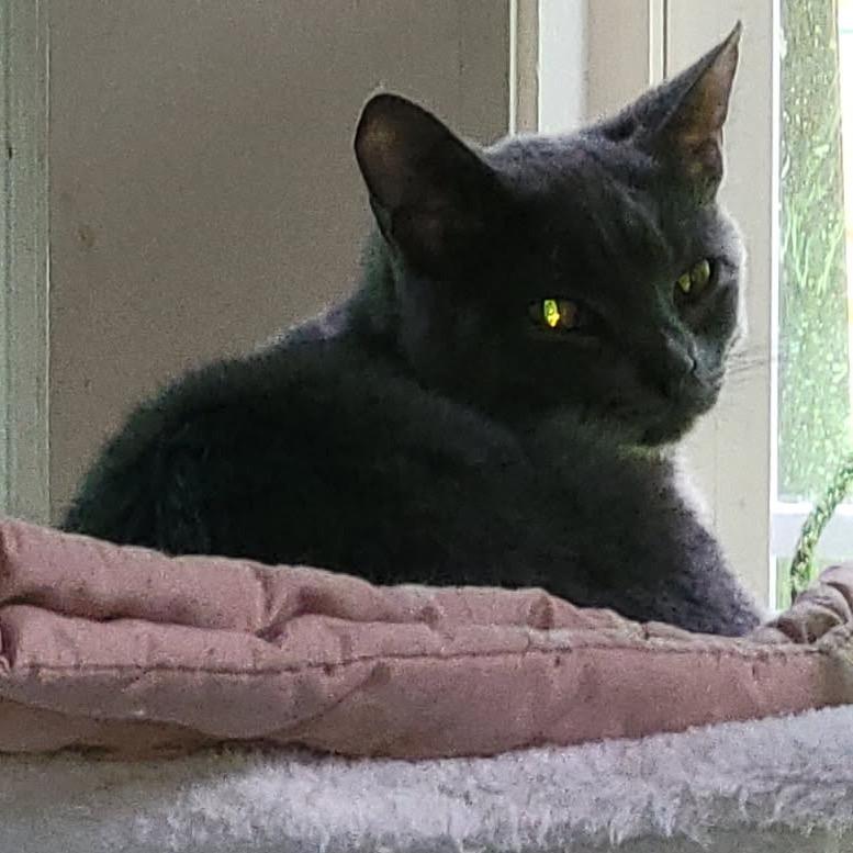 Enlarge Gregory, a Adoptable Domestic Short Hair in Veneta, OR image 3/3