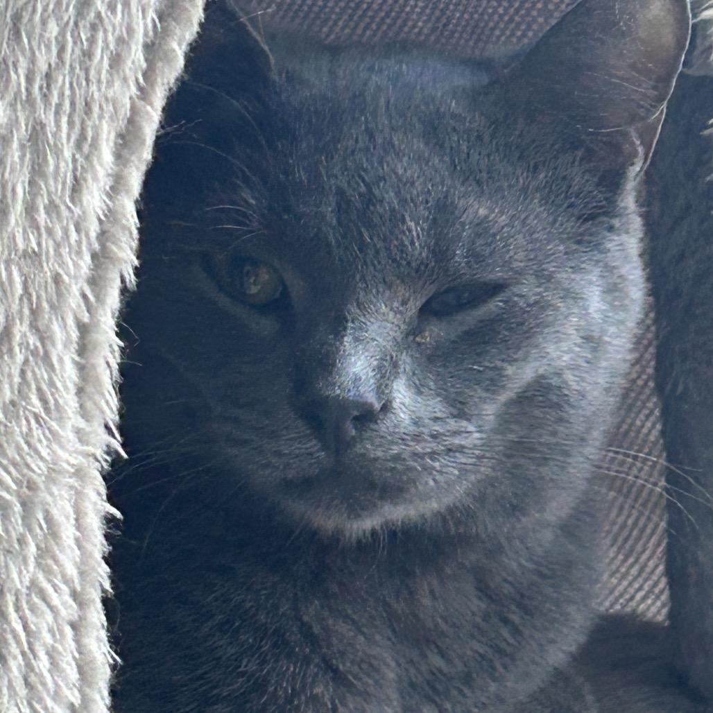 Enlarge Gregory, a Adoptable Domestic Short Hair in Veneta, OR image 5/5
