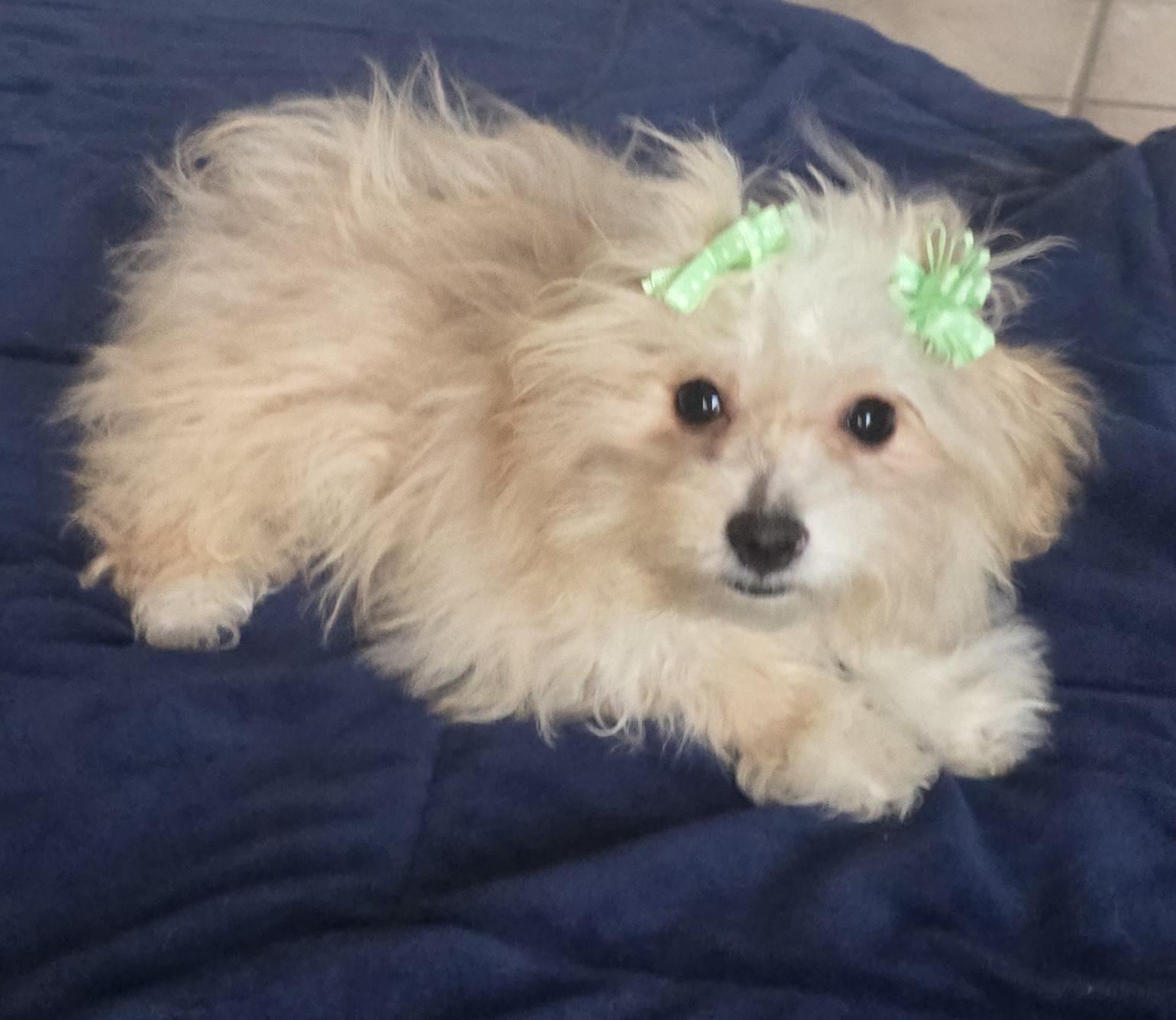 Enlarge Vera, a ADOPTABLE Maltipoo in Fallbrook, CA image 4/6