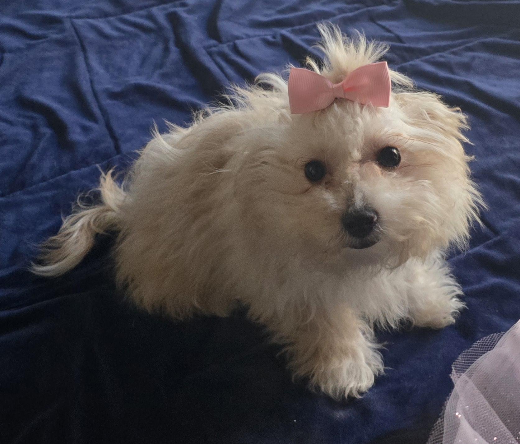 Vera, ADOPTABLE, Puppy Female Maltipoo.