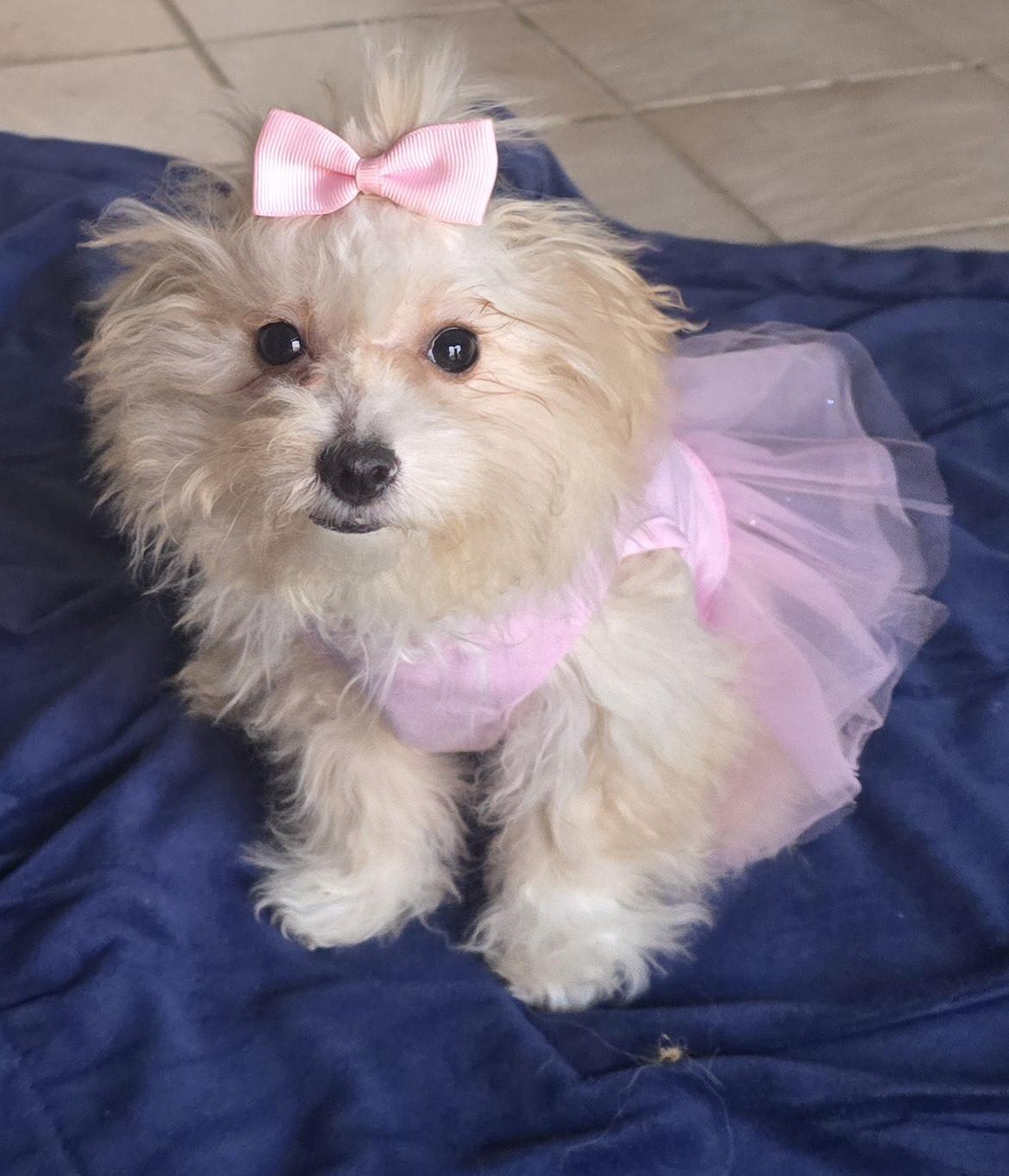 Enlarge Vera, a ADOPTABLE Maltipoo in Fallbrook, CA image 2/6