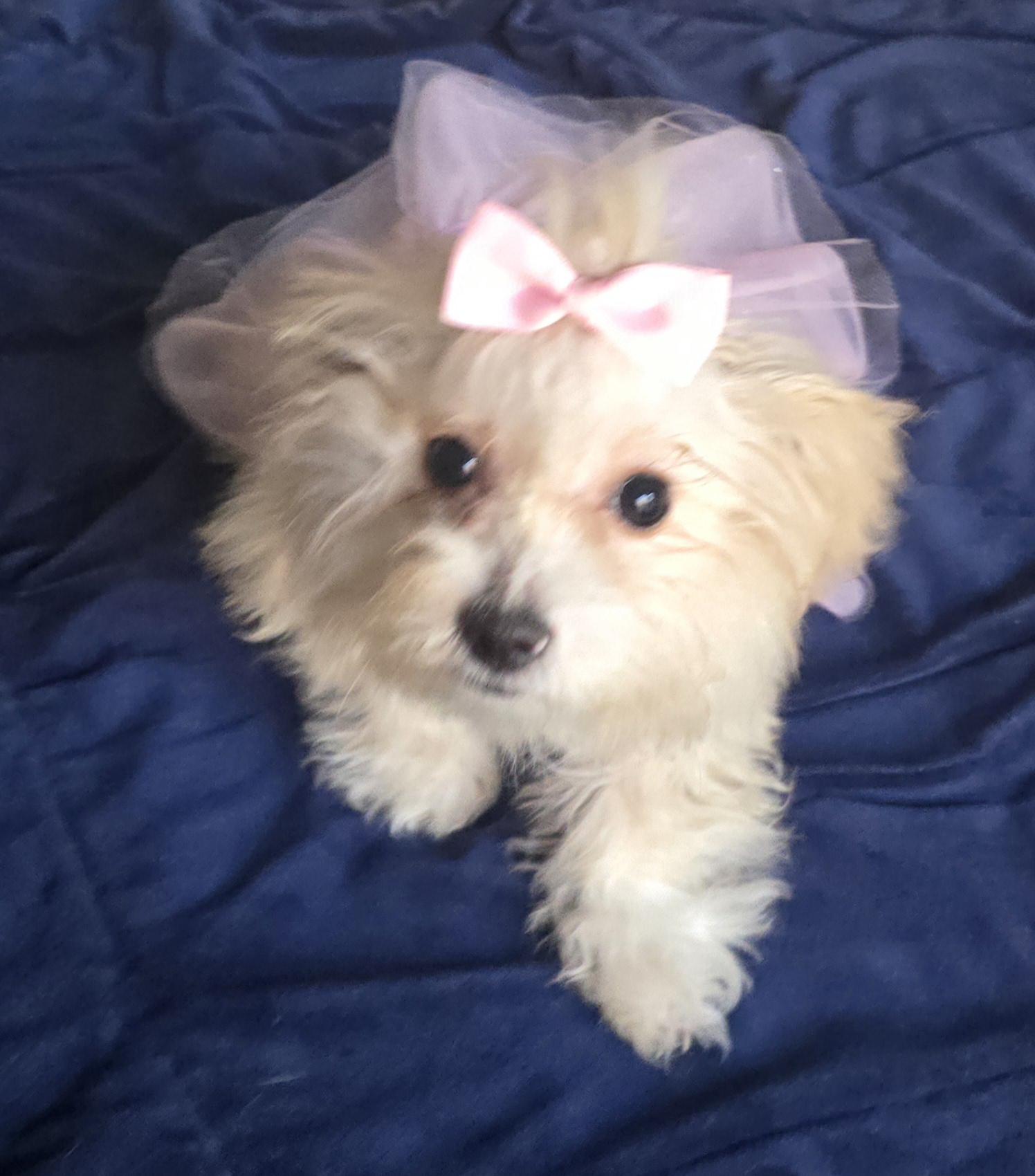 Enlarge Vera, a ADOPTABLE Maltipoo in Fallbrook, CA image 3/6