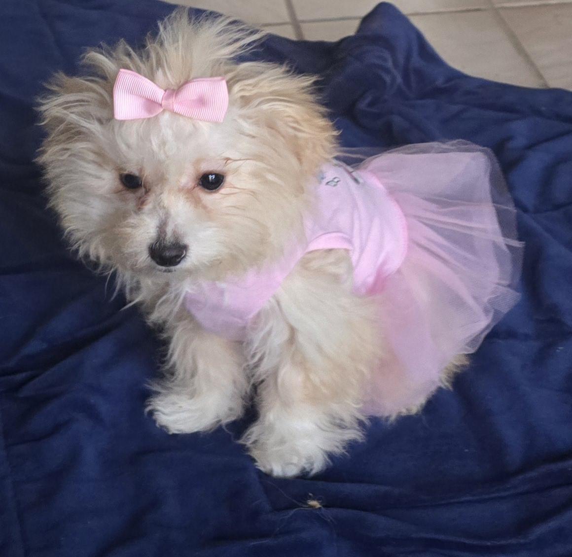 Enlarge Vera, a ADOPTABLE Maltipoo in Fallbrook, CA image 6/6