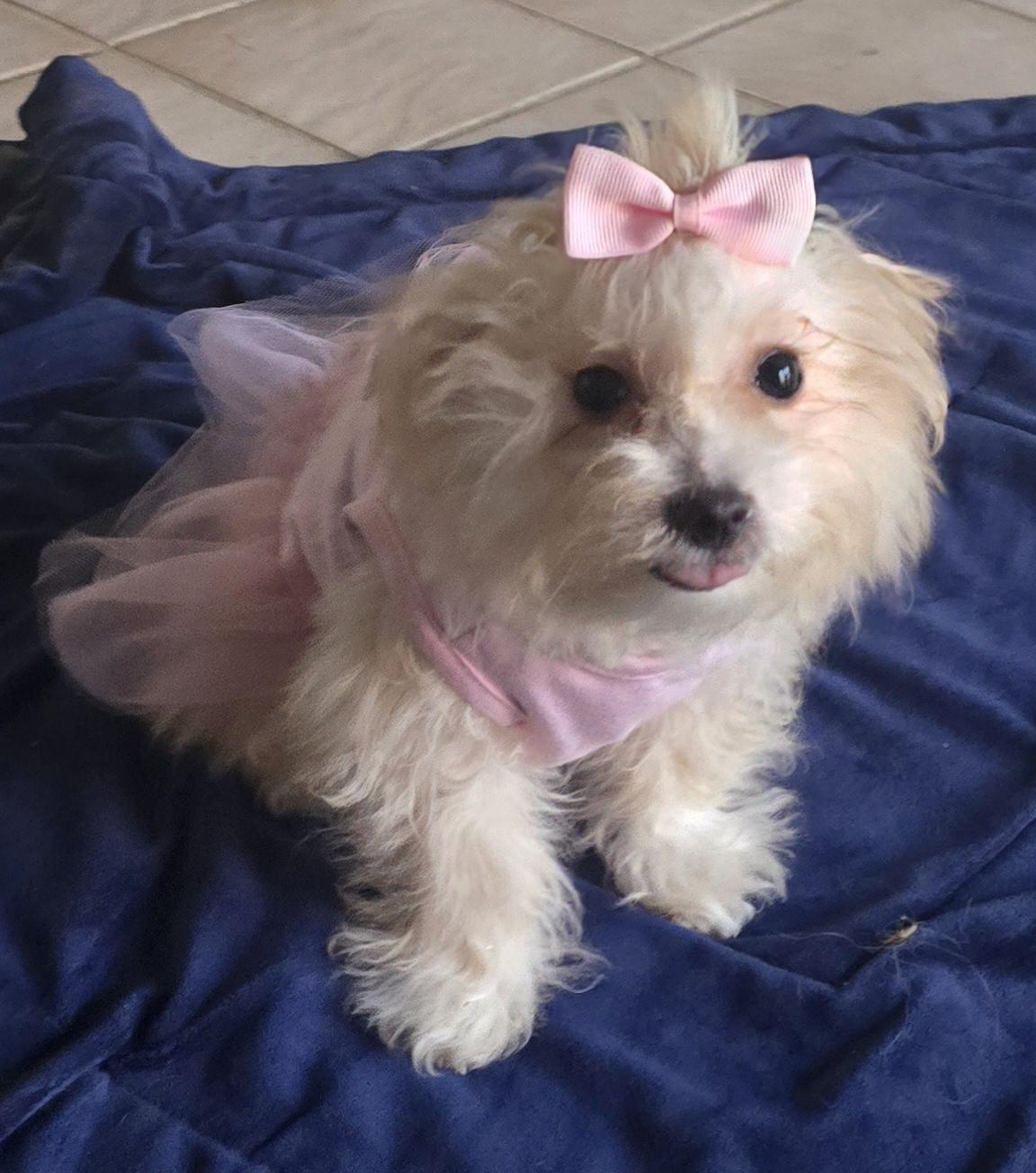 Enlarge Vera, a ADOPTABLE Maltipoo in Fallbrook, CA image 5/6