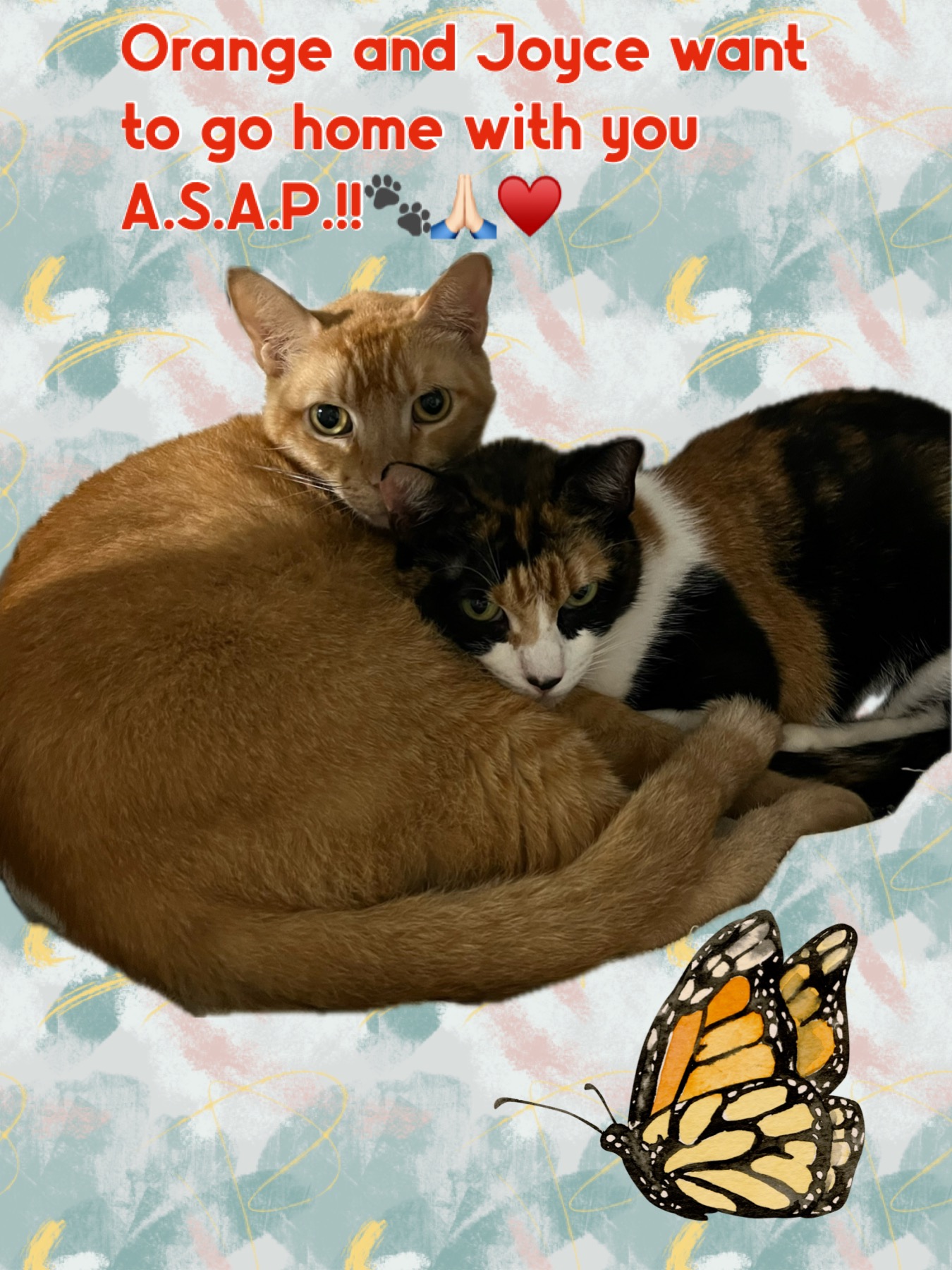 Joyce and Orange, Adoptable, Young Female Calico.