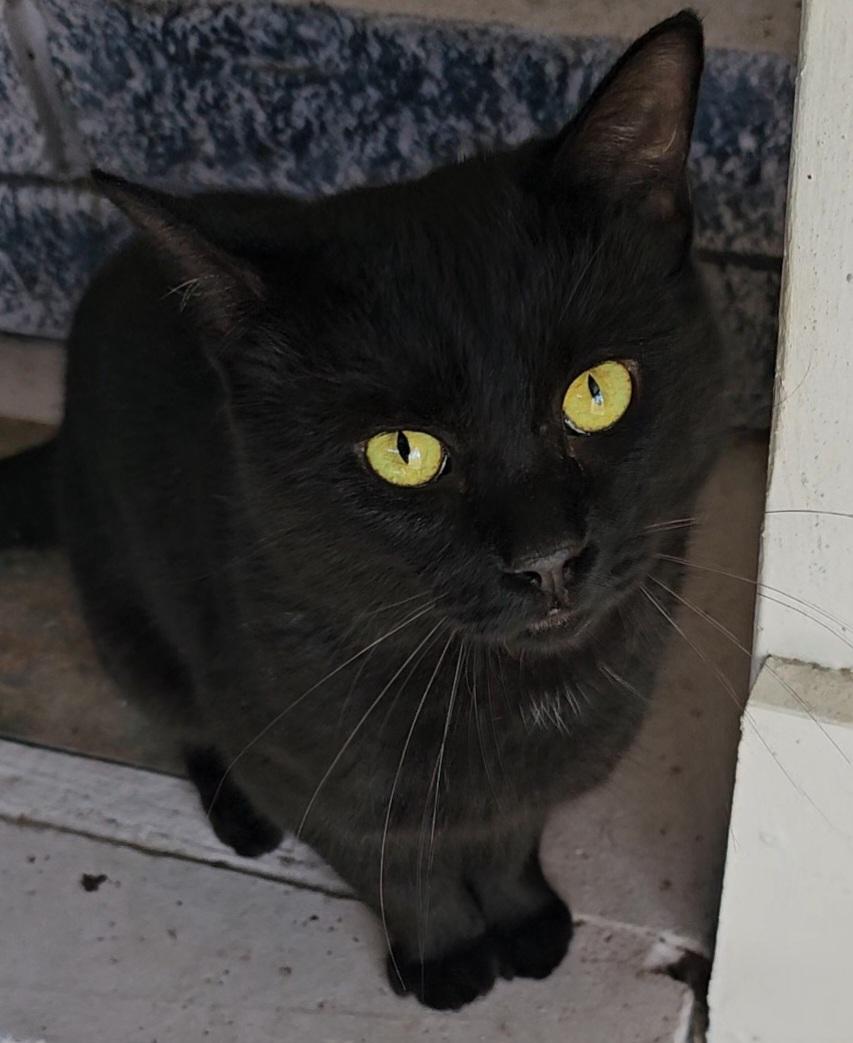 Rolo, ADOPTABLE, Adult Male Domestic Short Hair.