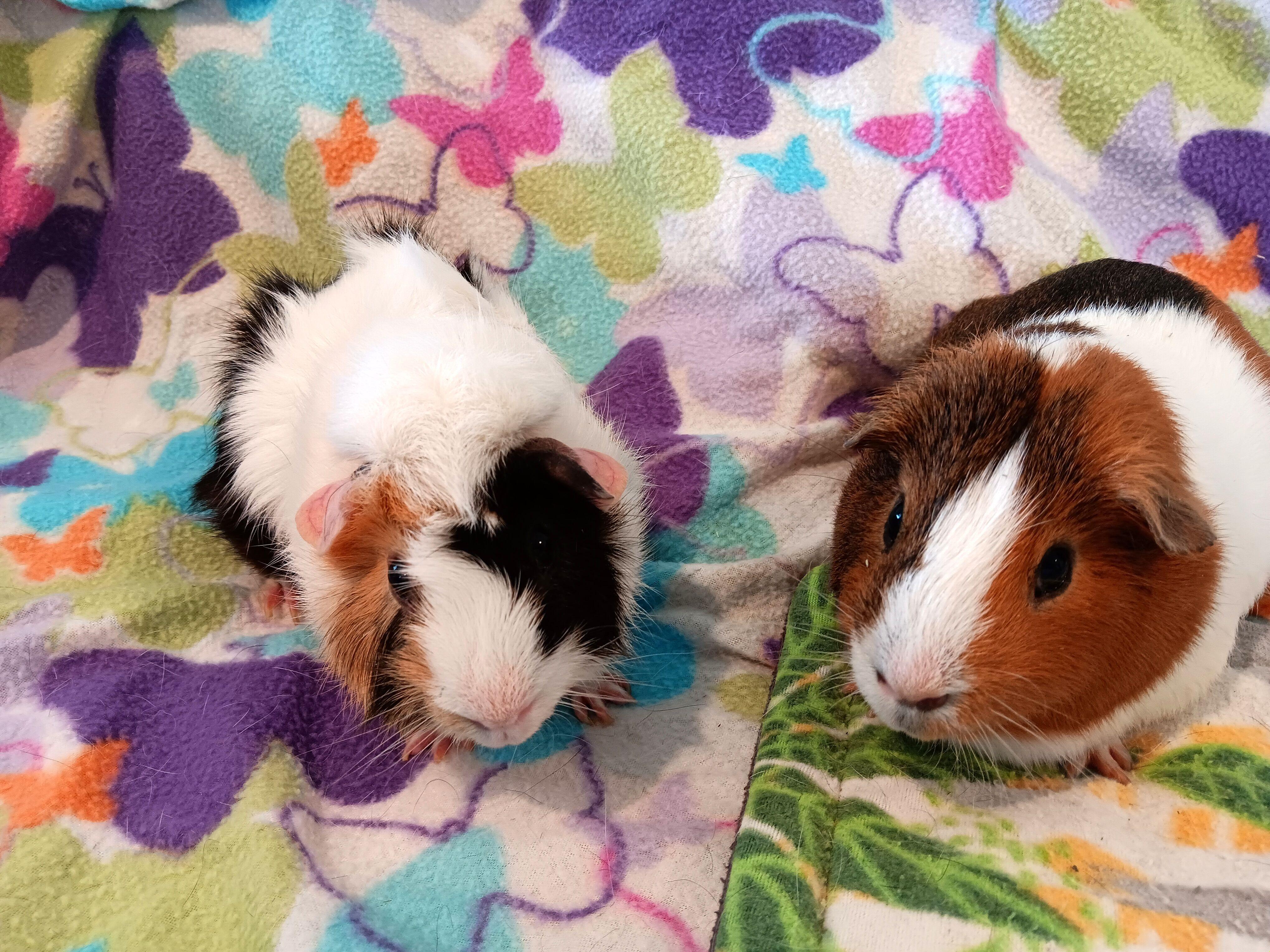 Tiramisu & Bailey photo 2