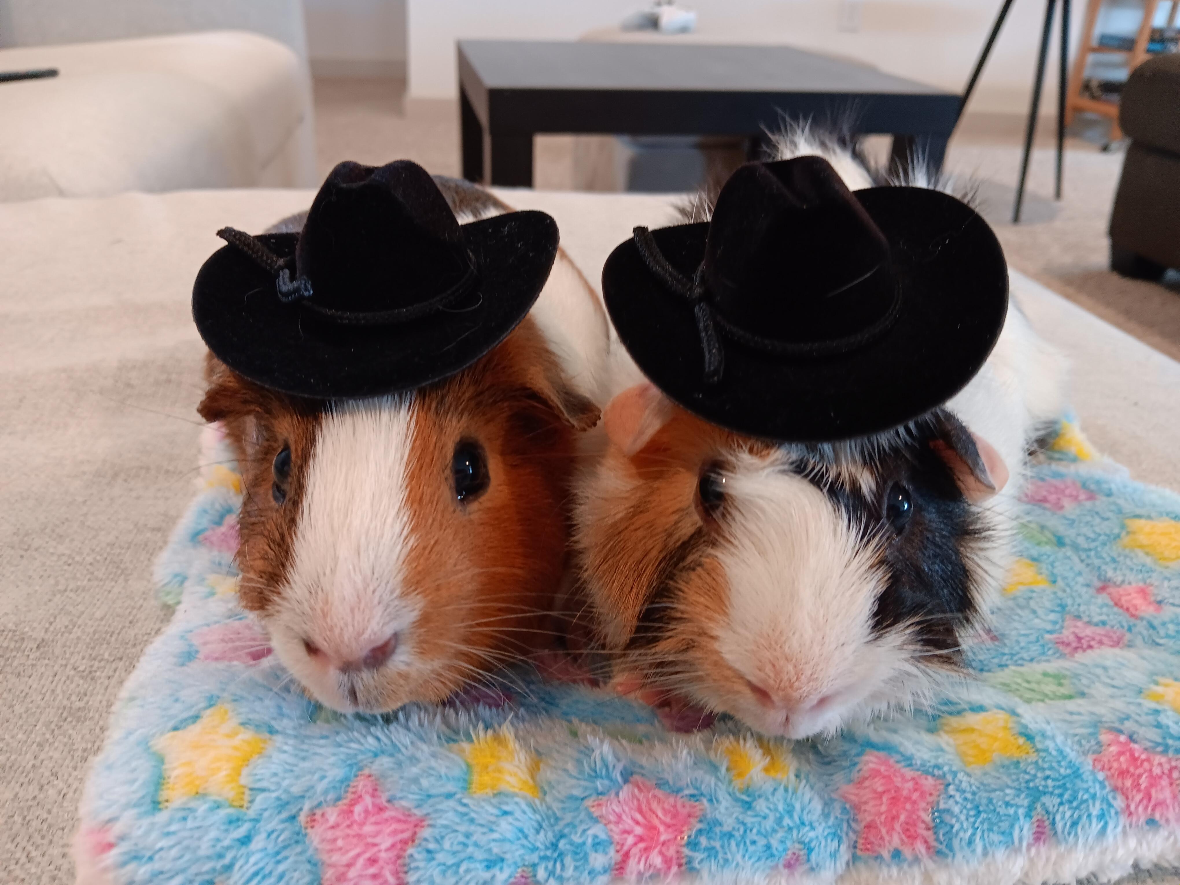 Tiramisu & Bailey, Adult Male unknown