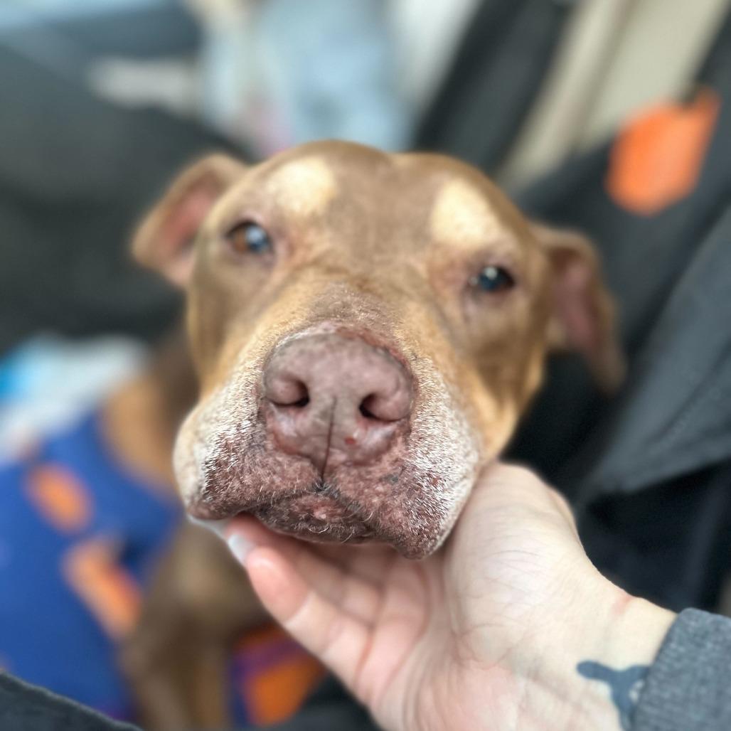 Bailey, Adoptable, Senior Female Pit Bull Terrier.