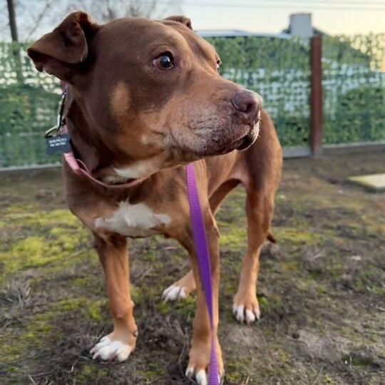Bailey, a Adoptable Pit Bull Terrier in Turlock, CA image 2/6