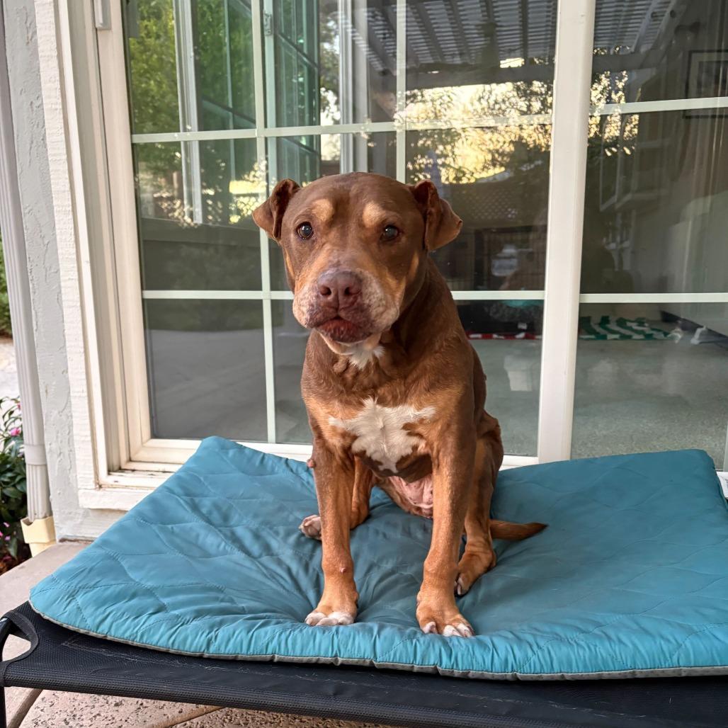 Bailey, a Adoptable Pit Bull Terrier in Turlock, CA image 3/6
