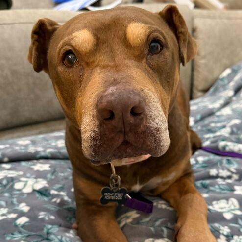 Bailey, a Adoptable Pit Bull Terrier in Turlock, CA image 4/6