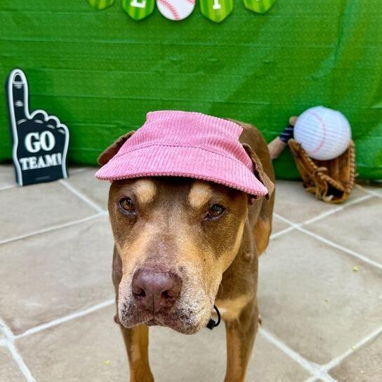 Bailey, a Adoptable Pit Bull Terrier in Turlock, CA image 5/6