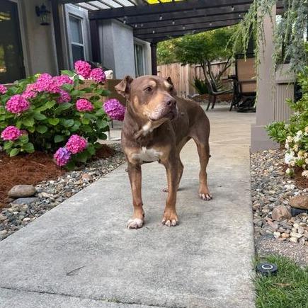 Enlarge Bailey, a Adoptable Pit Bull Terrier in Turlock, CA image 5/6