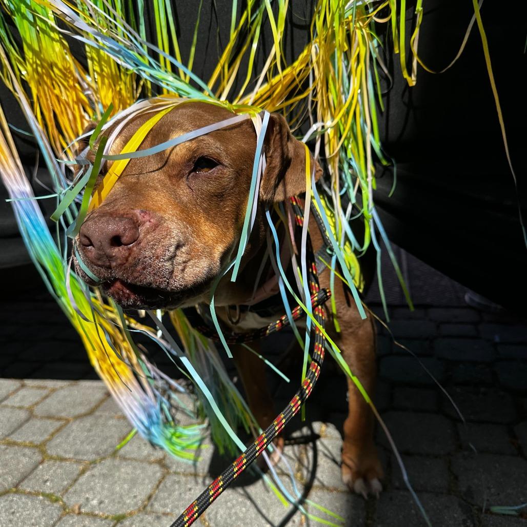 Bailey, a Adoptable Pit Bull Terrier in Turlock, CA image 6/6