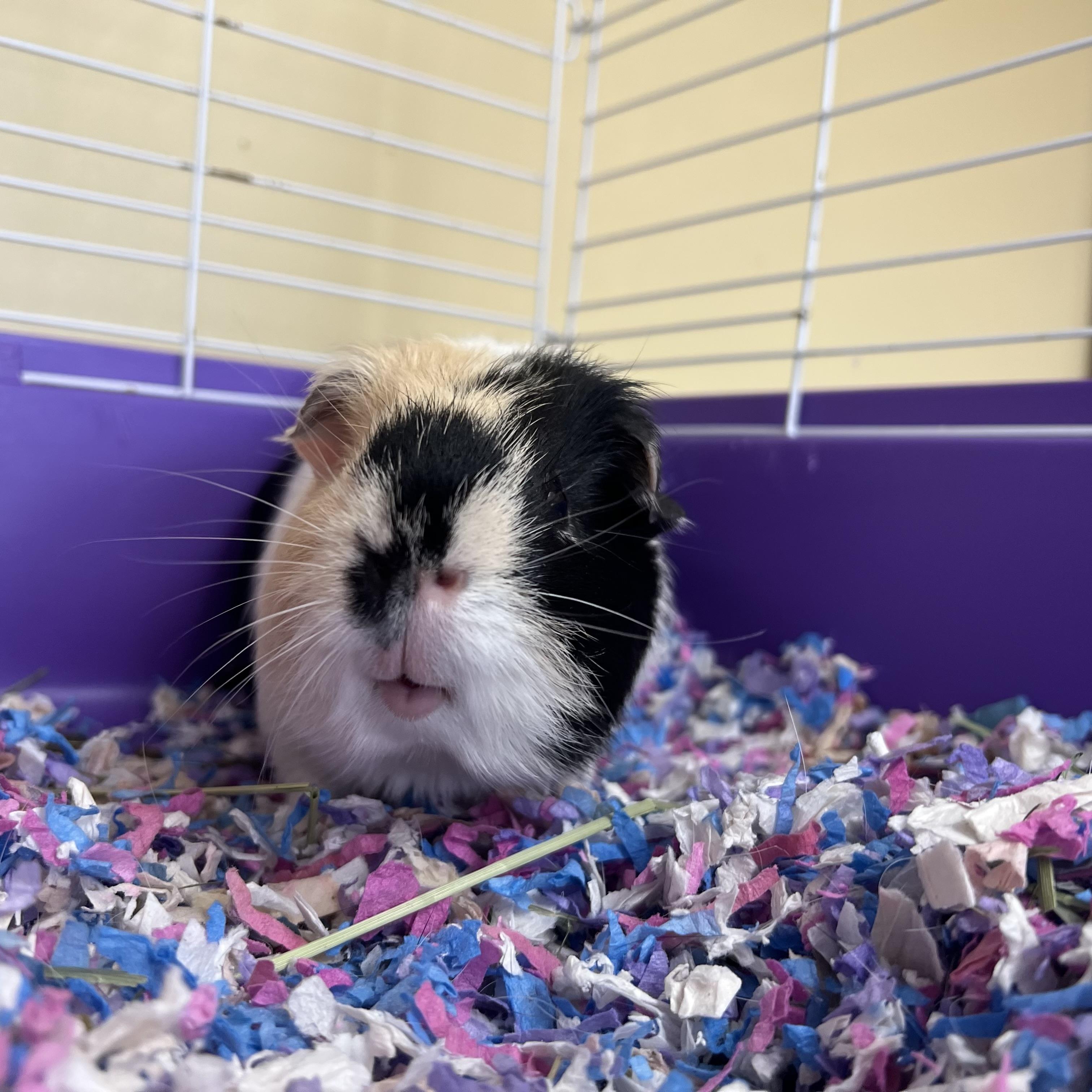 Enlarge Han **NO FEE** (Sponsored by Bowlmor Lanes Fairmont), a ADOPTABLE Short-Haired in Fairmont, MN image 4/6