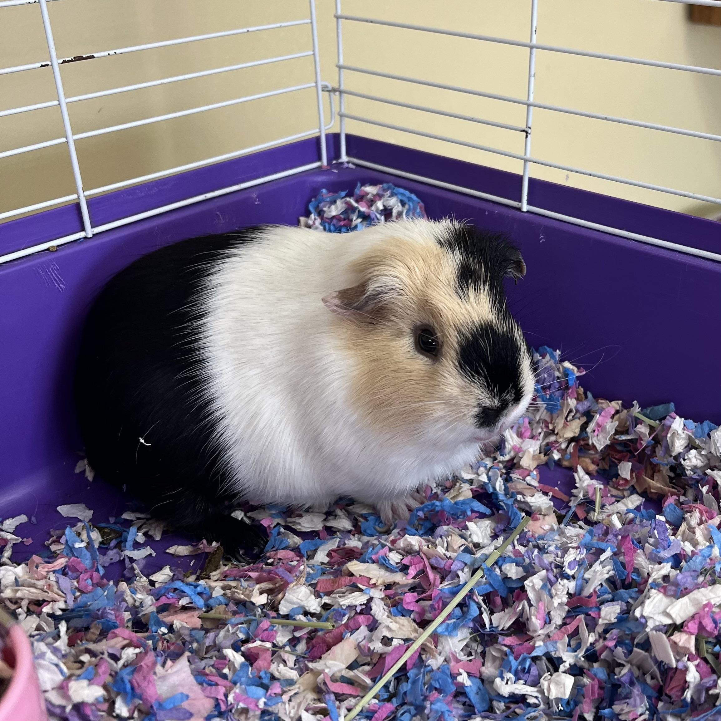 Han **NO FEE** (Sponsored by Bowlmor Lanes Fairmont), ADOPTABLE, Young Male Short-Haired.