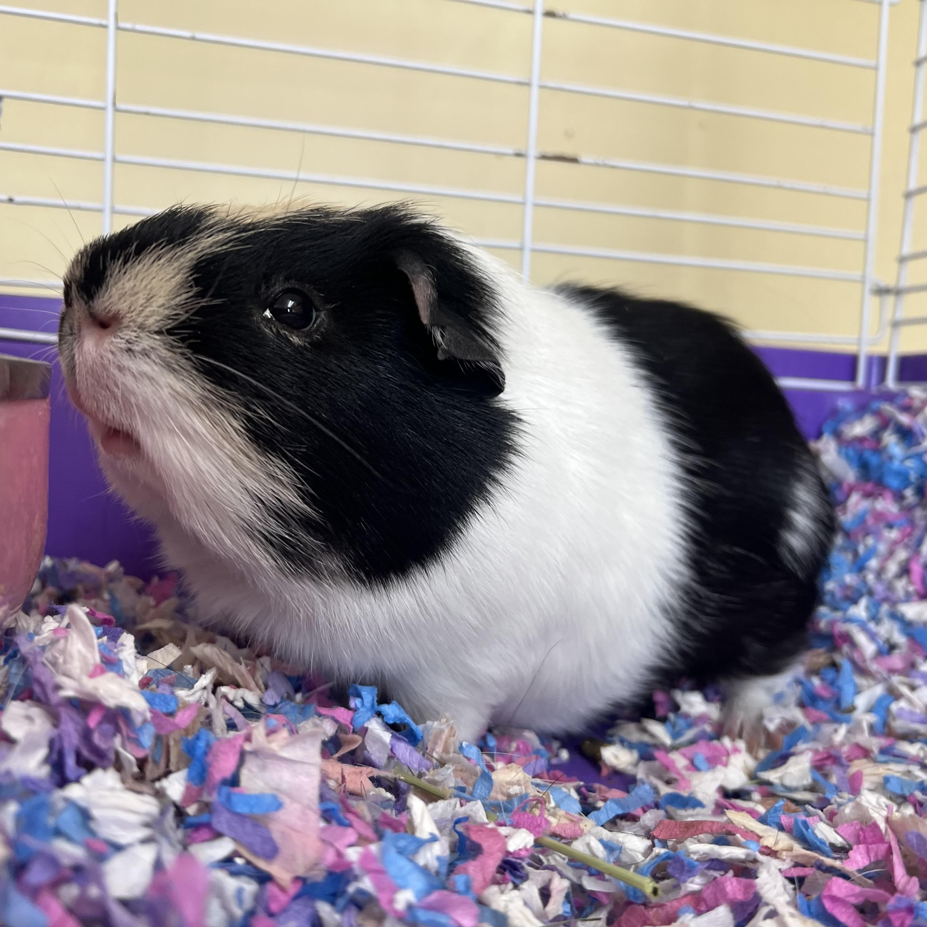 Enlarge Han **NO FEE** (Sponsored by Bowlmor Lanes Fairmont), a ADOPTABLE Short-Haired in Fairmont, MN image 2/6