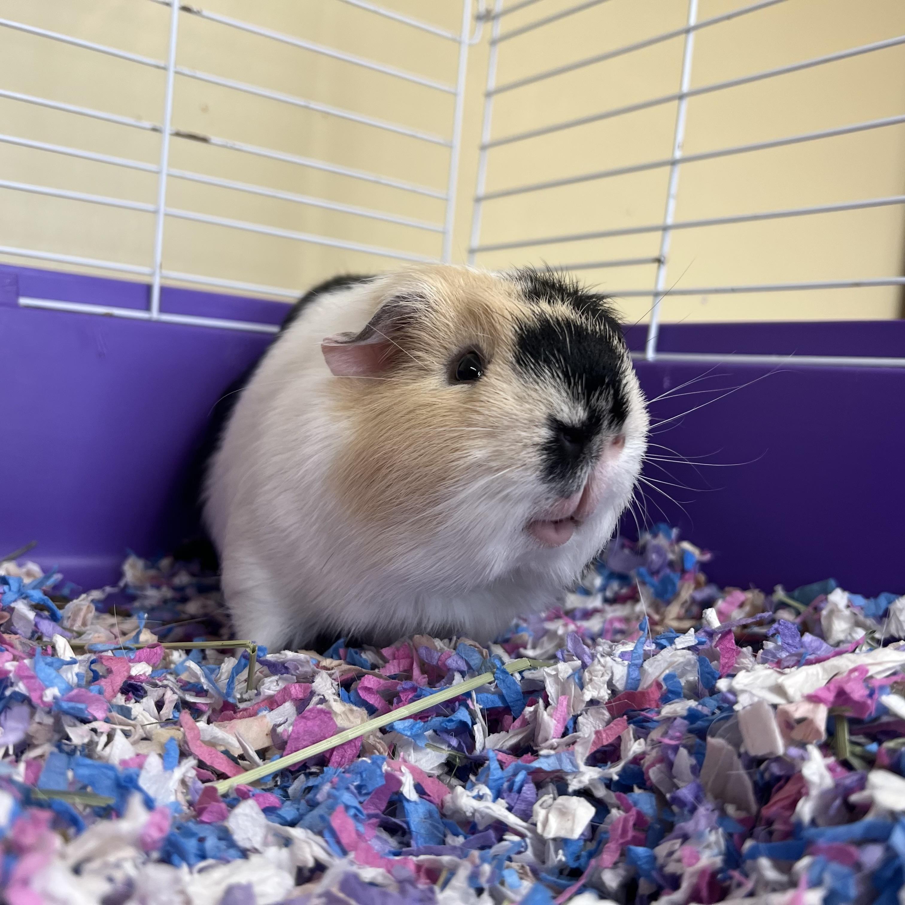 Enlarge Han **NO FEE** (Sponsored by Bowlmor Lanes Fairmont), a ADOPTABLE Short-Haired in Fairmont, MN image 3/6