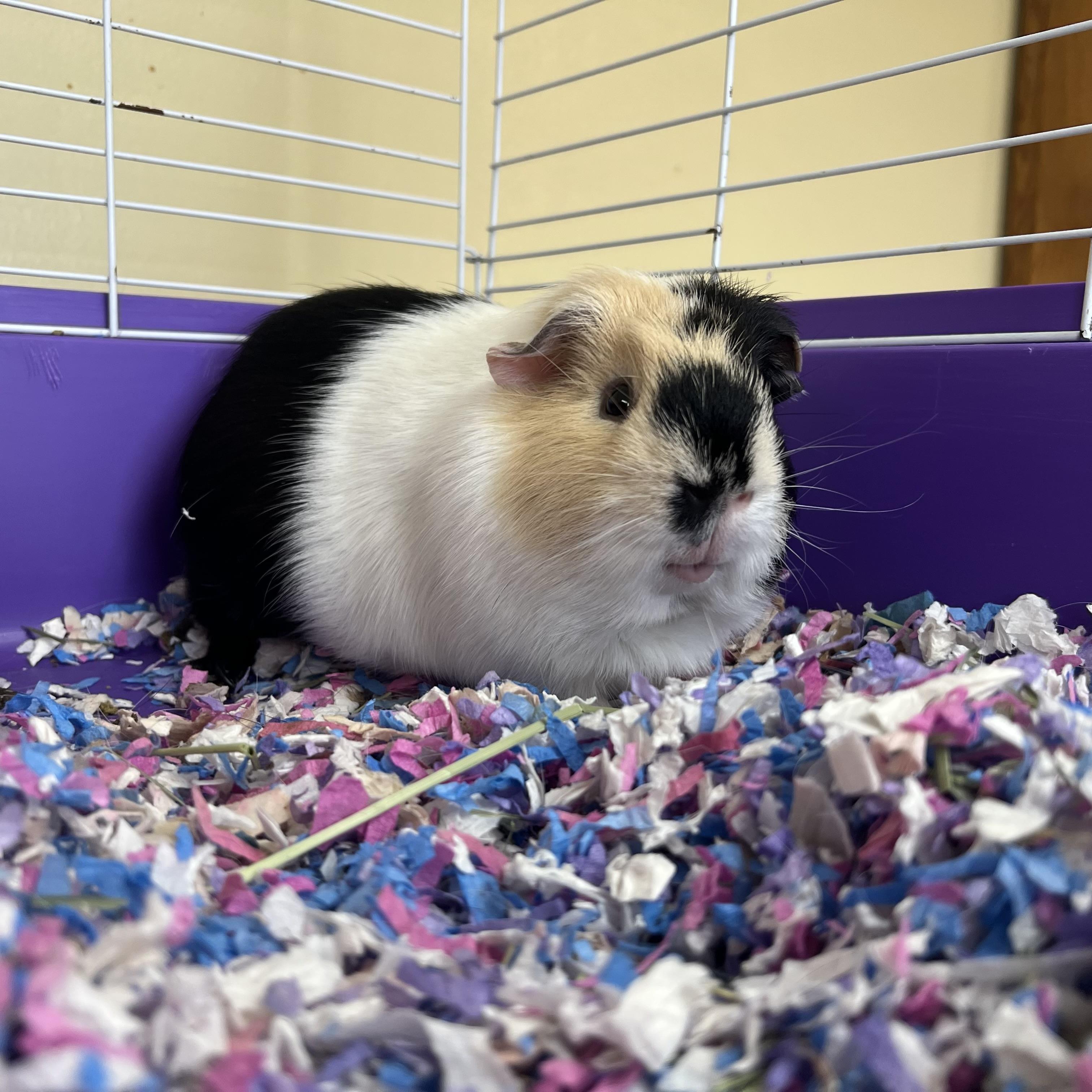 Enlarge Han **NO FEE** (Sponsored by Bowlmor Lanes Fairmont), a ADOPTABLE Short-Haired in Fairmont, MN image 6/6