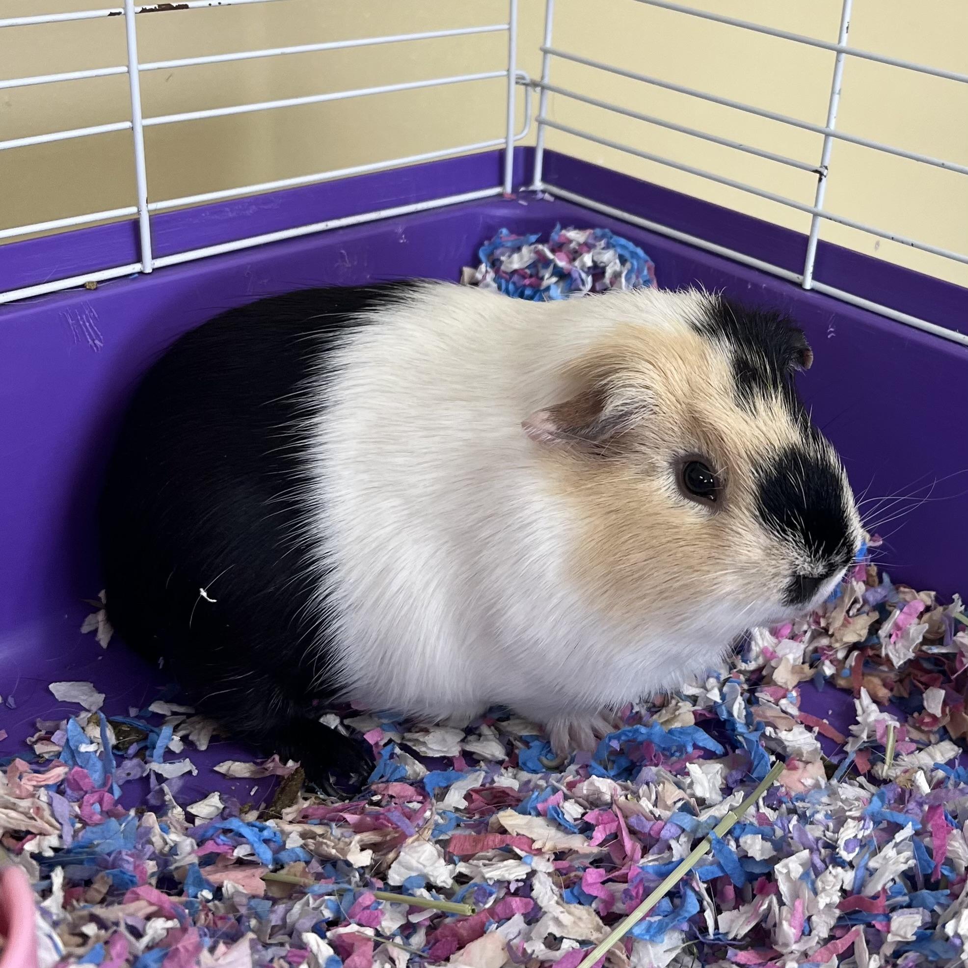 Enlarge Han **NO FEE** (Sponsored by Bowlmor Lanes Fairmont), a ADOPTABLE Short-Haired in Fairmont, MN image 5/6