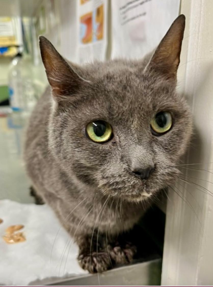 Enlarge Finger Lickin Good, a Adoptable mixed breed in Marshall, NC image 1/1